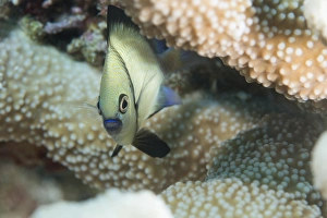 Sealife Prints: Reticulated Dascyllus (Dascyllus reticulans), Queensland, Australia, Pacific