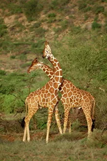 Kenya Gallery: Reticulated giraffe