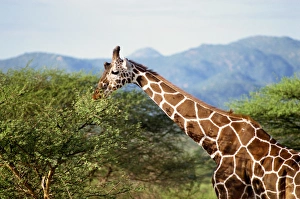 Reticulated giraffe