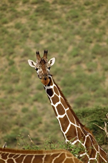 Reticulated giraffe