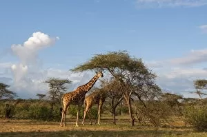 Images Dated 4th December 2009: Reticulated Giraffe (Giraffa camelopardalis reticulata), Samburu National Park