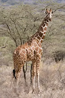 Reticulated giraffe (Giraffa camelopardalis reticulata), Kalama Conservancy, Samburu