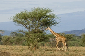 Reticulated giraffe, Meru National Park, Kenya, East Africa, Africa