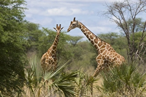 Brushland Prints: Reticulated giraffe, Meru National Park, Kenya, East Africa, Africa