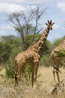 Images Dated 9th April 2008: Reticulated giraffe, Meru National Park, Kenya, East Africa, Africa