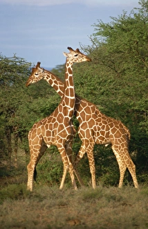 Reticulated giraffe, Samburu, Kenya, East Africa, Africa
