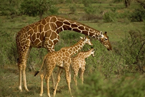 Samburu Prints: Reticulated giraffe, Samburu, Kenya, East Africa, Africa