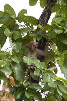 Bandhavgarh Prints: Rhesus Macaque, (Macaca mulatta), Bandhavgarh N