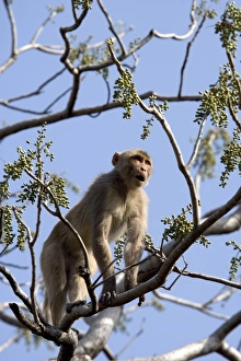 Rhesus macaque monkey (Macaca mulatta)