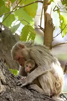 Images Dated 17th January 2000: Rhesus macaque monkey (Macaca mulatta)