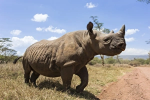 Dirt Track Prints: Rhino, Lewa Wildlife Conservancy, Laikipia, Kenya, East Africa, Africa