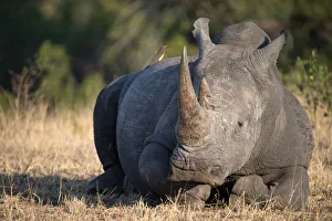 Lying On Front Prints: Rhinoceros (Ceratotherium simum) in savanna, Kruger National Park, South-Africa, Africa