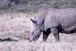 Profiles Prints: Rhinoceros, Lake Nakuru National Park, Kenya, East Africa, Africa