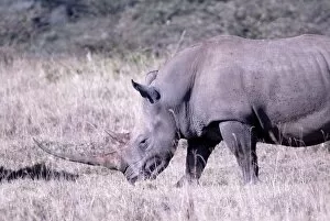 Images Dated 24th November 2007: Rhinoceros, Lake Nakuru National Park, Kenya, East Africa, Africa
