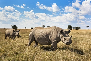 Rhinoceros Prints: Rhinoceros, Ol Pejeta Conservancy, Laikipia, Kenya, East Africa, Africa