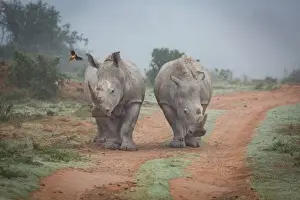 Safari Animal Prints: Two Rhinos and an oxpecker bird in the Amakhala Game Reserve in the Eastern Cape