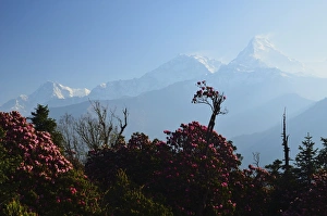 Dhawalagiri Prints: Rhododendron and Annapurna Himal seen from Poon Hill