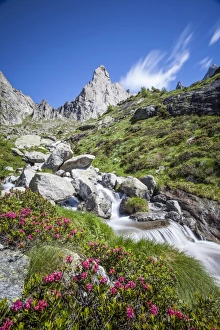 Rhododendron Prints: Rhododendron blooming by a stream in Valmasino