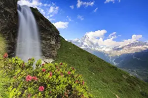 Rhododendron Prints: Rhododendron blooms at the foot of a waterfall overlooking the Matterhorn, Cervinia