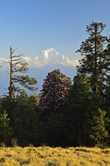 Dhawalagiri Prints: Rhododendron and Dhaulagiri Himal seen from Poon Hill