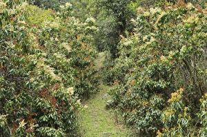 Dhawalagiri Prints: Rhododendron forest, near Titi