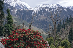 Rhododendron Prints: Rhododendrons in bloom