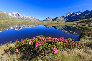 Rhododendrons Prints: Rhododendrons in bloom at Lake Andossi, Chiavenna Valley, Sondrio province, Valtellina