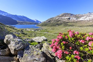 Rhododendrons Prints: Rhododendrons in bloom at Montespluga, Chiavenna Valley, Sondrio province, Valtellina