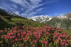 Images Dated 23rd June 2010: Rhododendrons in bloom surrounded by green meadows, Orobie Alps, Arigna Valley, Sondrio