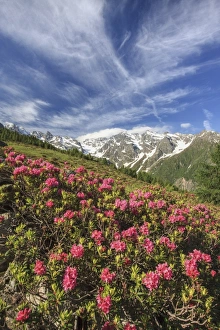 Alpine Meadow Prints: Rhododendrons in bloom surrounded by green meadows, Orobie Alps, Arigna Valley, Sondrio