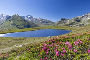 Wild Flower Prints: Rhododendrons and blue water of Lake Andossi