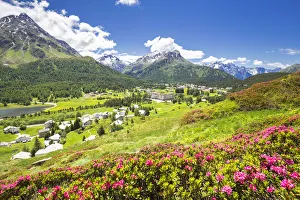 Engadine Prints: Rhododendrons in flower with Maloja Pass in the background, Maloja Pass, Engadine