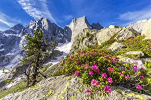 Moritz Prints: Rhododendrons in flower with the Pizzo Badile in the background, Bregaglia valley