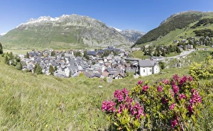 Wild Flower Prints: Rhododendrons frame the alpine village of Andermatt, surrounded by woods, Canton of Uri