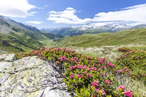 Wild Flower Prints: Rhododendrons frame the green alpine landscape