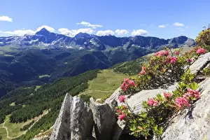 Rhododendron Ferrugineum Prints: Rhododendrons framed by green woods and Pizzo Scalino seen from Monte Roggione