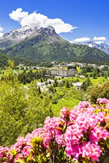 Engadine Prints: Rhododendrons with Maloja Pass in the background, Maloja Pass, Engadine, Graubunden