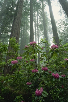 Rhododendrons Prints: Rhododendrons amongst the mist and tall Redwood trees
