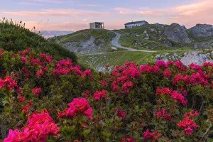 Canton Of Grisons Prints: Rhododendrons at Segnes Hutte at sunrise, Unterer Segnesboden, Flims, District of Imboden