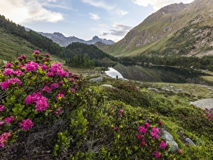Graubunden Prints: Rhododendrons on the shore of Lake Cavloc, Maloja Pass, Bregaglia Valley, Engadine
