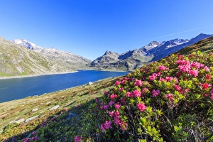 Rhododendrons Prints: Rhododendrons on the shores of the basin, Montespluga, Chiavenna Valley, Sondrio province