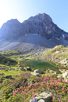 Typically Swiss Prints: Rhododendrons during the spring bloom at Julier Pass