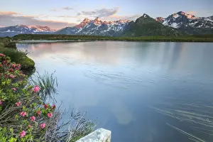Valtellina Prints: Rhododendrons surround Peak Suretta reflected in Lake Andossi at sunrise, Chiavenna Valley