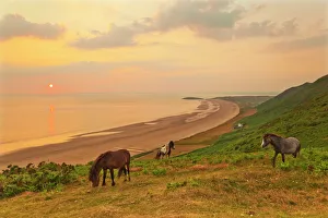 Three Animals Prints: Rhossili Bay, Gower Peninsula, Wales, United Kingdom, Europe