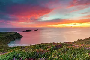 Flowers Prints: Rhossili Bay, Gower, Wales, United Kingdom, Europe