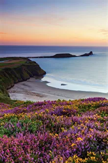 Heather Prints: Rhossili Bay, Worms End, Gower Peninsula, Wales, United Kingdom, Europe