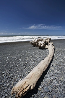 Drift Wood Prints: Rialto Beach, Olympic Peninsula, Washington State, United States of America