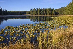 Ribbon Lake, Yellowstone National Park, UNESCO World Heritage Site, Wyoming, United