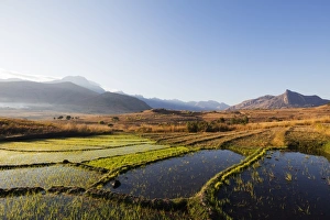 Rice Prints: Rice cultivation, Tsaranoro Valley, Ambalavao, central area, Madagascar, Africa