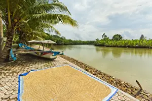Drying Prints: Rice drying by the Cijulang river in south coast district near Pangandara